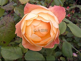 玫瑰,花,蜜桃色