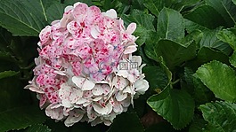 鮮花,春,花園