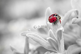 瓢蟲,昆蟲,性質
