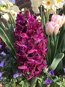 風(fēng)信子,花,花園