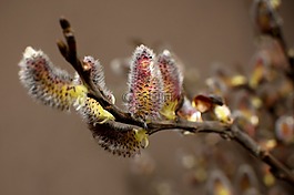 柳樹,貓,春