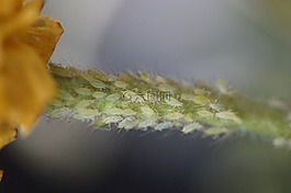 害虫,虱子,蚜虫