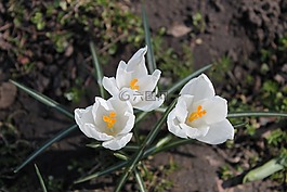 番红花,白色的花,鲜花