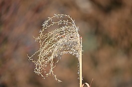 性質(zhì),廠,關(guān)閉
