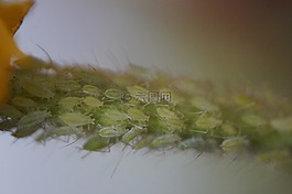 害虫,虱子,蚜虫