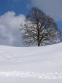 冬天,雪,冷