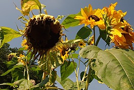 太陽花,干旱,干
