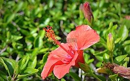 鮮花,夏季花卉,花瓣