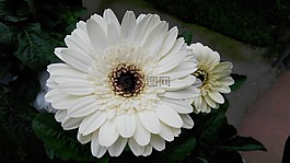花,非洲菊,白