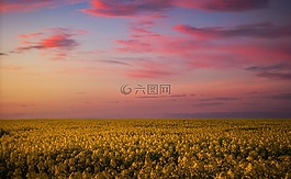 景观,天空,农业