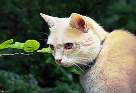 猫,宿醉,毛茸茸