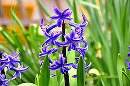 風信子,花卉,春天