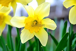 喇叭花,花卉,黃色花