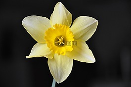 喇叭花,花卉,黃色花