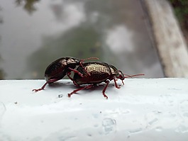 昆蟲,甲殼蟲,黑色甲殼蟲