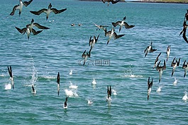 跳水,鳥(niǎo),自然