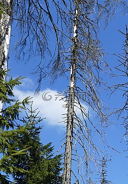 waldsterben性质,树木,的oberharz