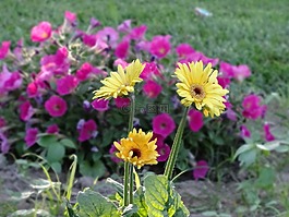 鮮花,雛菊,非洲菊
