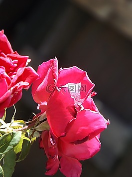 玫瑰,花,性質(zhì)
