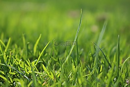 草,綠色,草地