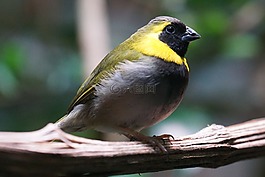 綠松石鳥,鳥,動物