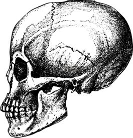 骨,游戏资源调用,prognathous