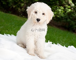 狗,小狗,labradoodle