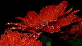 性質(zhì),花,植物