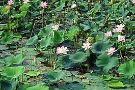 蓮花,粉紅色,花