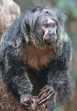 猴子,觀察,動物園
