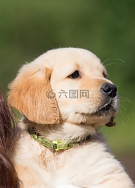 狗,小狗,金毛獵犬
