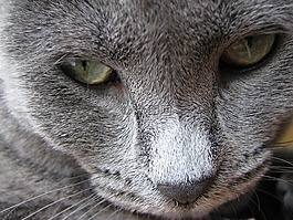 猫,猫的,灰色