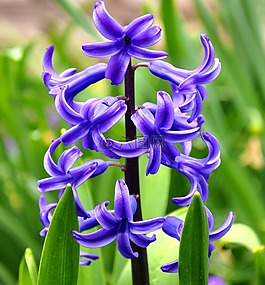 風信子,花卉,春天