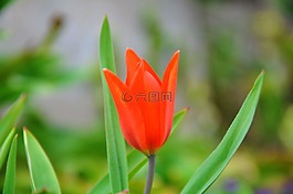 矮郁金香,花卉,春天