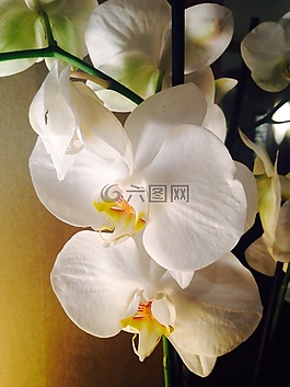蘭花,花,白