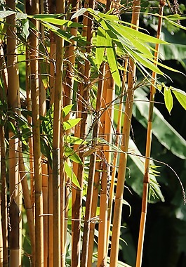 老撾,花園,竹