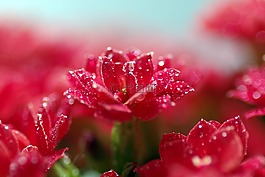 風(fēng)疹,花,紅色