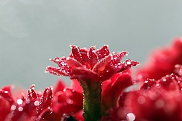 風(fēng)疹,花,紅色