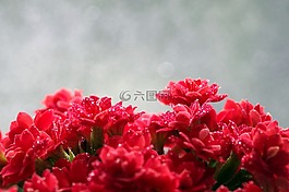 風(fēng)疹,花,紅色