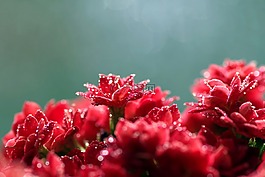 風(fēng)疹,花,紅色