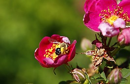 玫瑰,紅色,花
