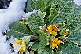报春花,雪,开花