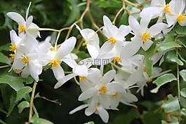 白色的花,花园,植物园