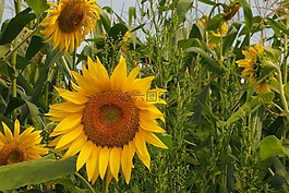 太陽花,向日葵,太陽