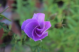 紫色,玫瑰,花的