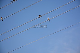 电线,鸟,对角线