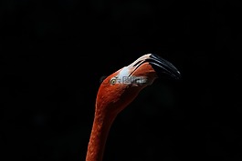 弗拉明戈,動(dòng)物,鳥