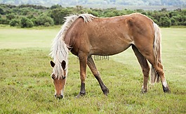 馬,小馬,動物
