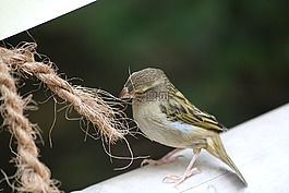 麻雀,鳥,動(dòng)物