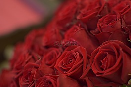 foppery,玫瑰,花朵